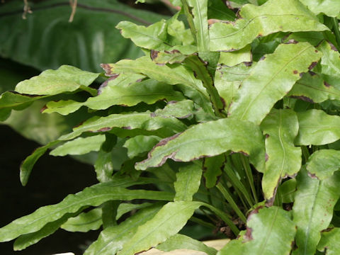 Colysis wrightii