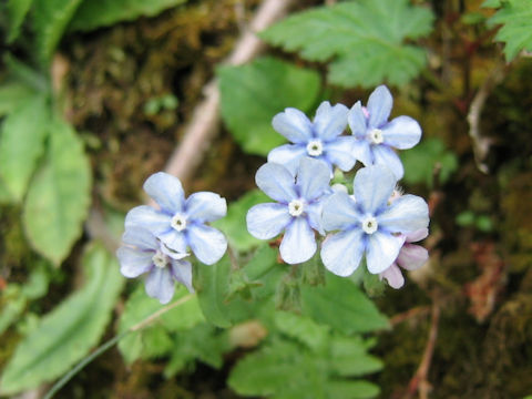 Omphalodes japonica
