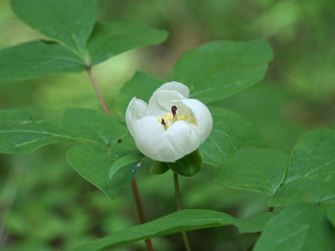 Paeonia japonica