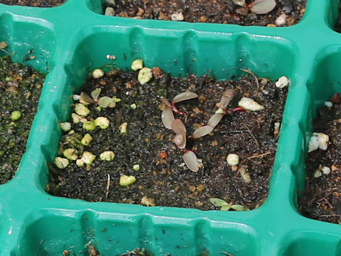 Persicaria hydropiper