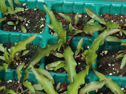 Persicaria hydropiper