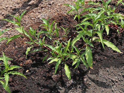 Persicaria hydropiper