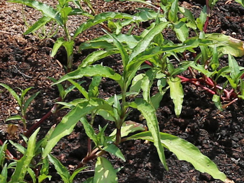 Persicaria hydropiper