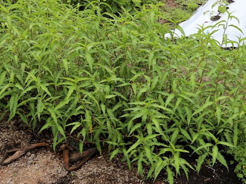 Persicaria hydropiper