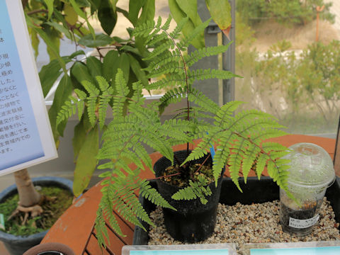 Athyrium yakusimense