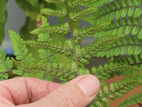 Athyrium yakusimense