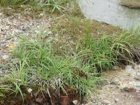 Carex angustisquama