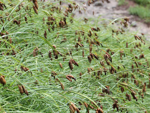 Carex angustisquama