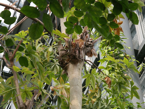 Sterculia foetida