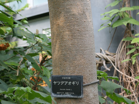 Sterculia foetida