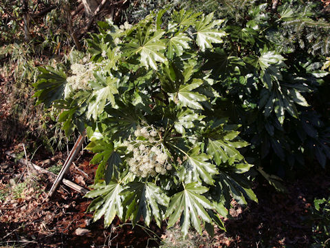 Fatsia japonica