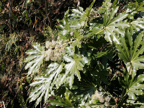 Fatsia japonica