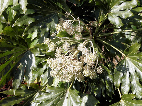 Fatsia japonica