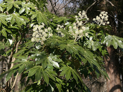 Fatsia japonica