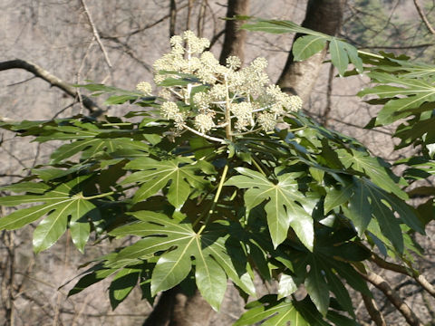 Fatsia japonica