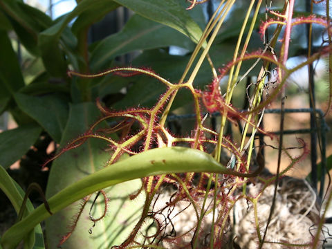 Drosera binata var. multifida