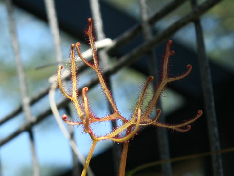 Drosera binata var. multifida