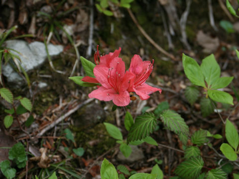 Rhododendron kaempferi var. kaempferi