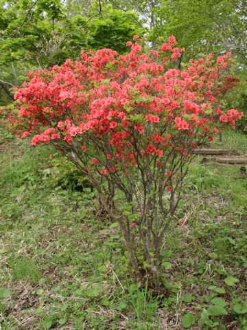 Rhododendron kaempferi var. kaempferi