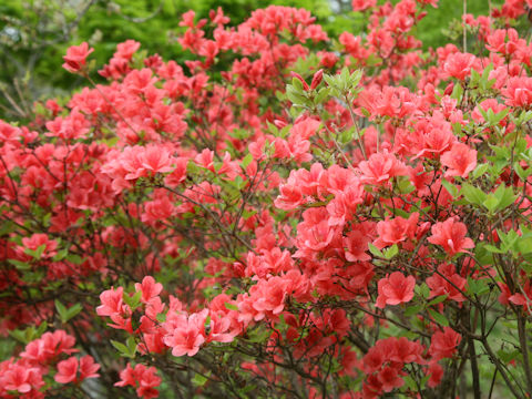 Rhododendron kaempferi var. kaempferi