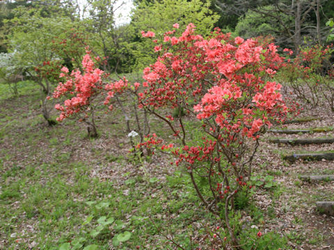 Rhododendron kaempferi var. kaempferi