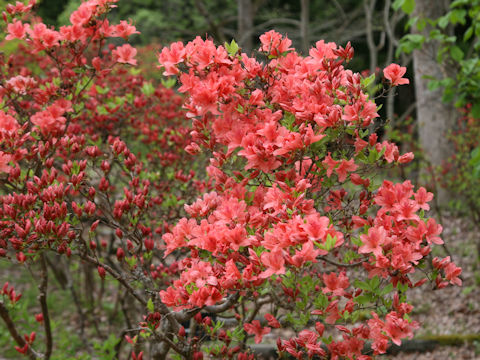 Rhododendron kaempferi var. kaempferi