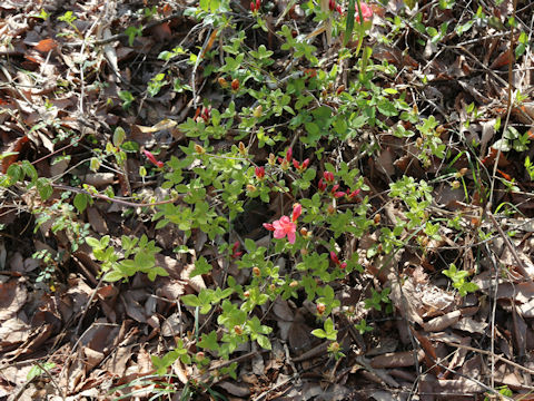 Rhododendron kaempferi var. kaempferi