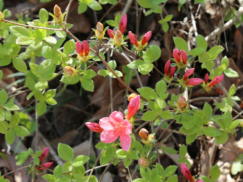 Rhododendron kaempferi var. kaempferi