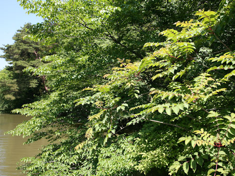 Rhus trichocarpa