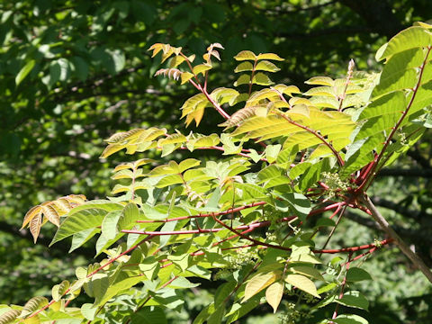 Rhus trichocarpa