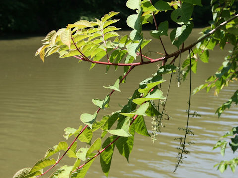 Rhus trichocarpa