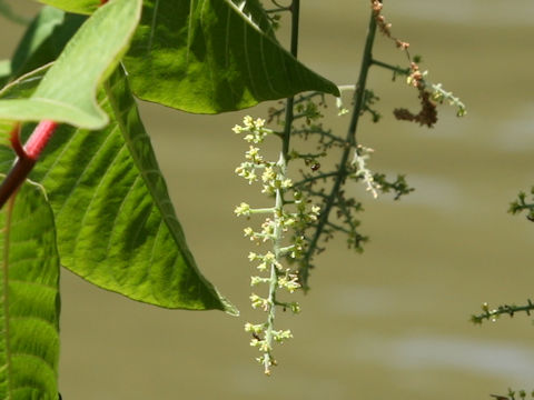 Rhus trichocarpa