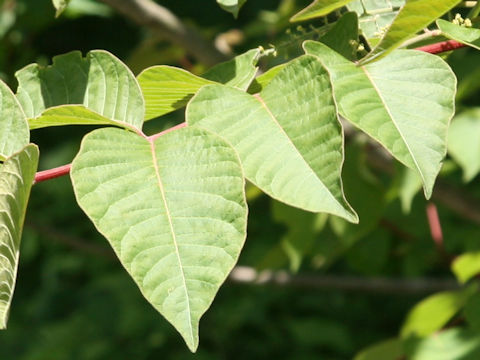 Rhus trichocarpa