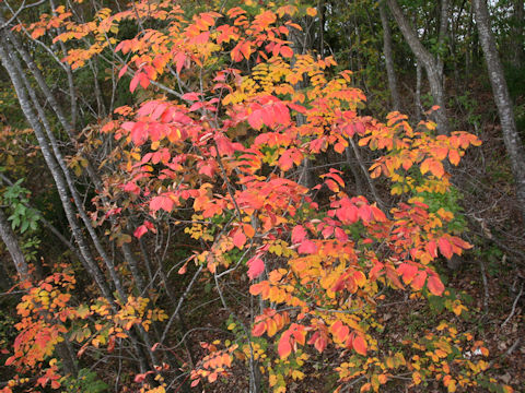 Rhus trichocarpa