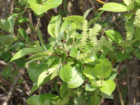 Salix sieboldiana