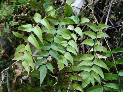 Cyrtomium fortunei var. clivicola