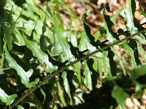 Cyrtomium fortunei var. clivicola