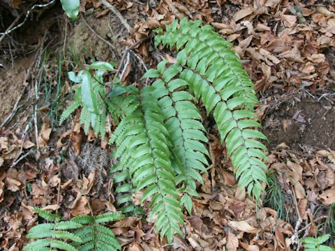 Cyrtomium fortunei var. clivicola