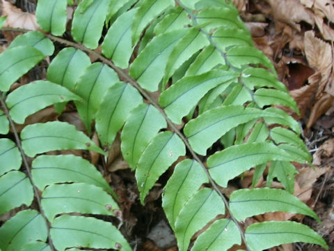 Cyrtomium fortunei var. clivicola