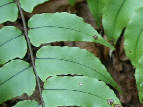 Cyrtomium fortunei var. clivicola