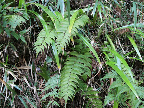 Cyrtomium fortunei var. clivicola