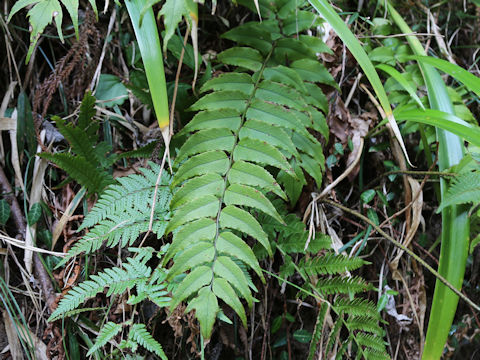 Cyrtomium fortunei var. clivicola