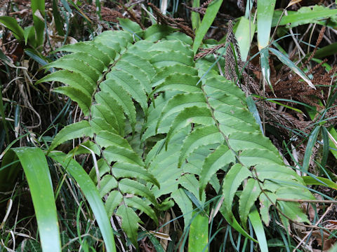 Cyrtomium fortunei var. clivicola