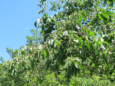 Prunus jamasakura