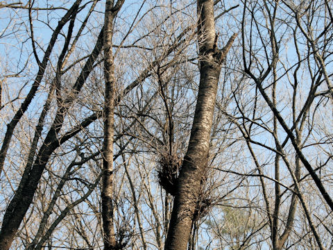 Prunus jamasakura