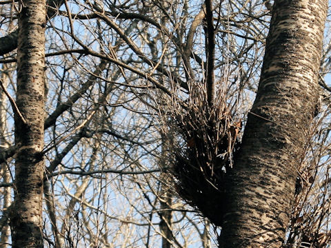 Prunus jamasakura