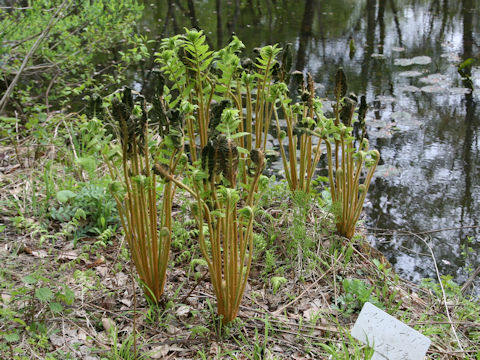Osmunda cinnamomea