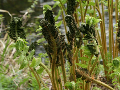 Osmunda cinnamomea