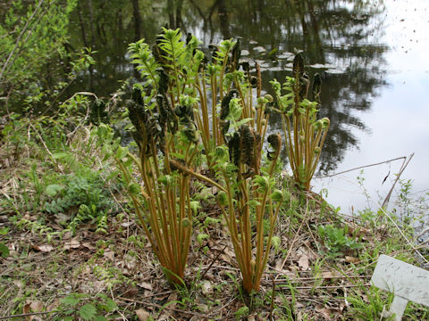 Osmunda cinnamomea