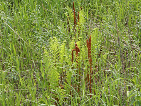 Osmunda cinnamomea